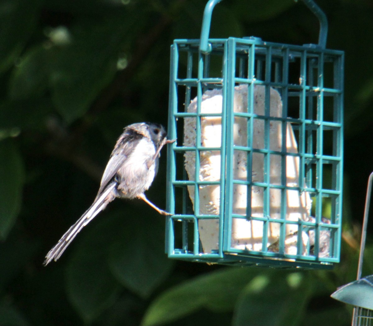 Long-tailed Tit (europaeus Group) - ML620685707