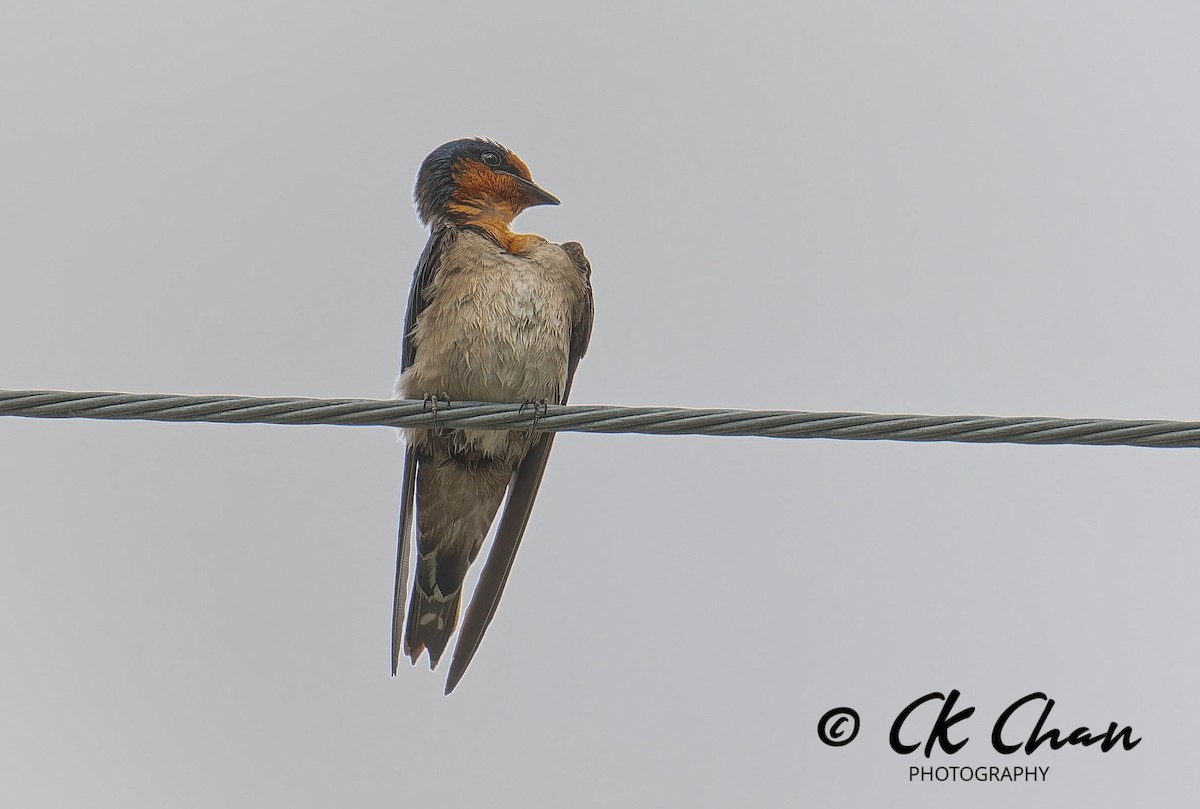 Pacific Swallow - ML620685711