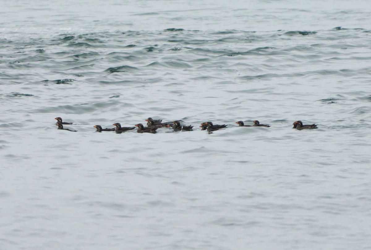 Rhinoceros Auklet - ML620685712