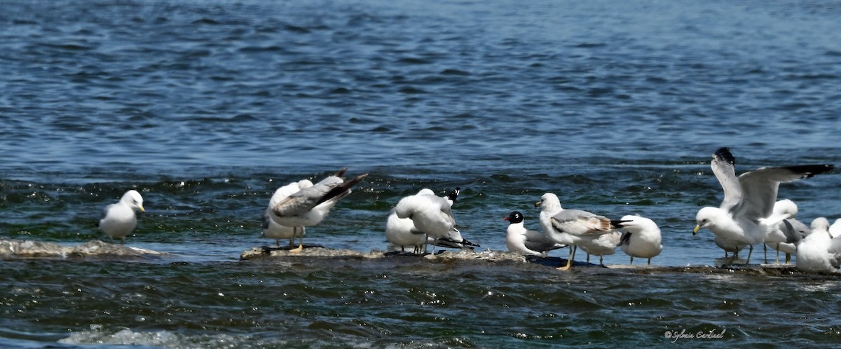 Franklin's Gull - ML620685715