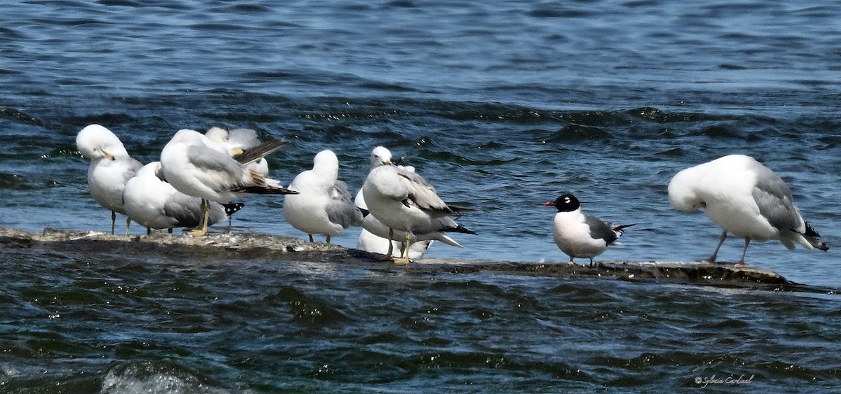 Franklin's Gull - ML620685721