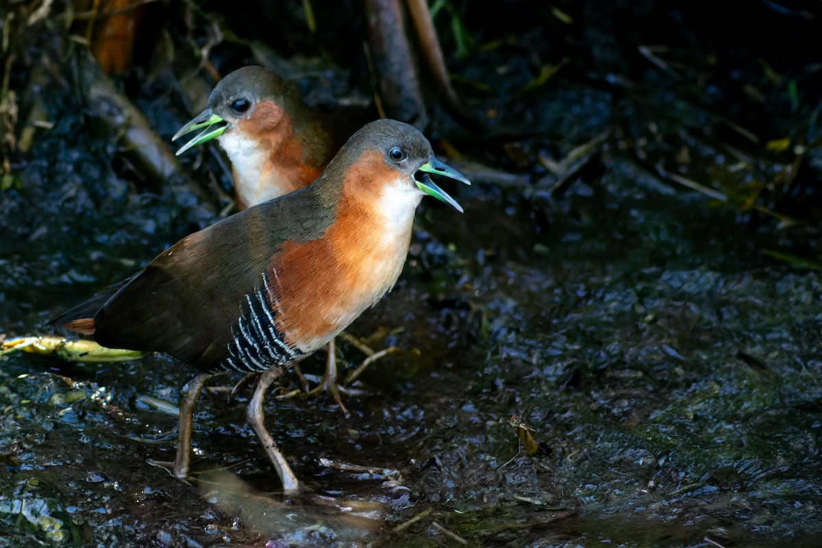 ノドジロコビトクイナ - ML620685725