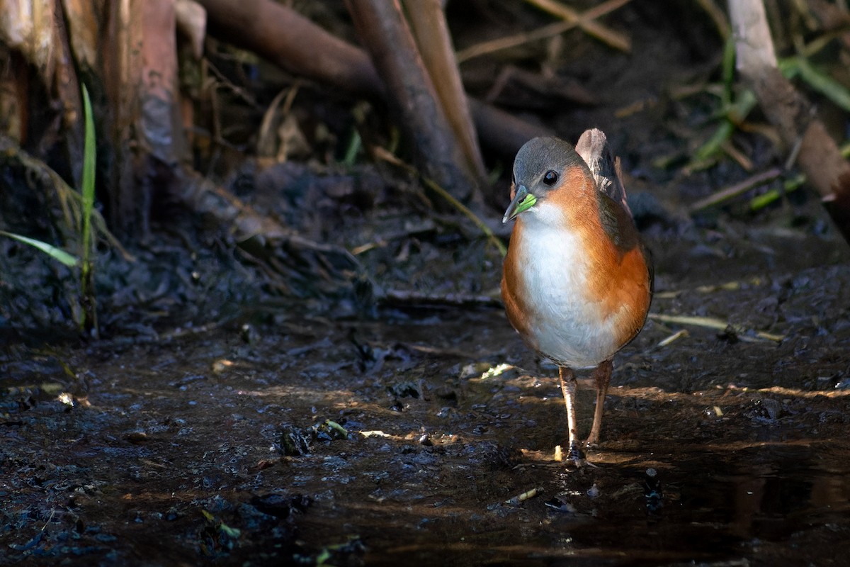 Rufous-sided Crake - ML620685726