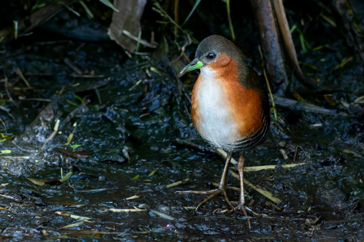 Rufous-sided Crake - Enéas Junior