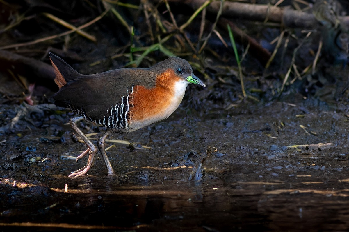 Rufous-sided Crake - Enéas Junior