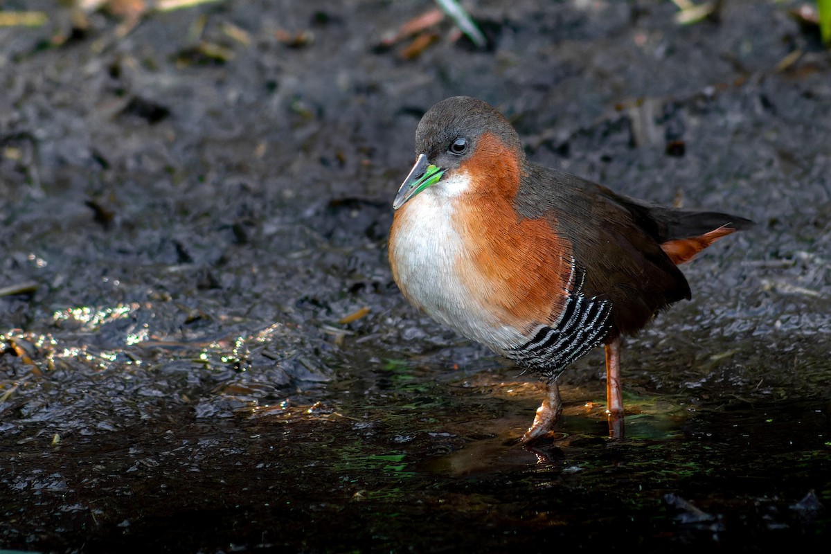 Rufous-sided Crake - ML620685730