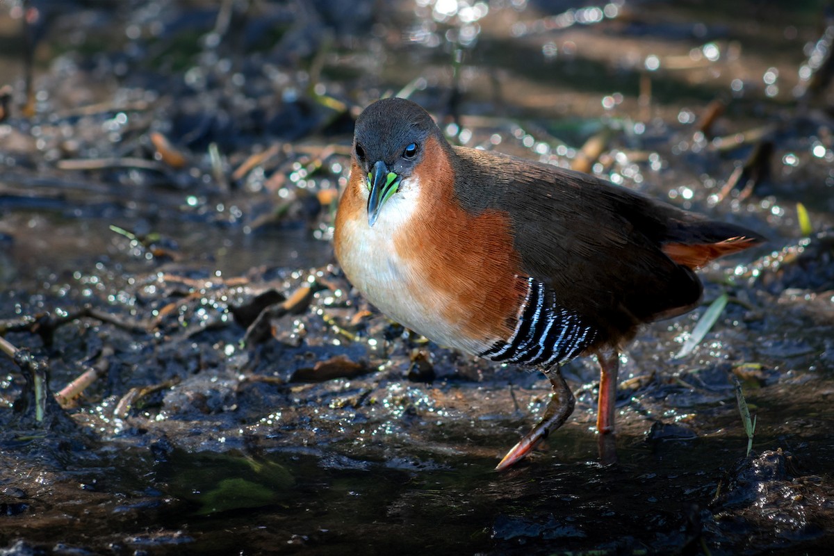 ノドジロコビトクイナ - ML620685731