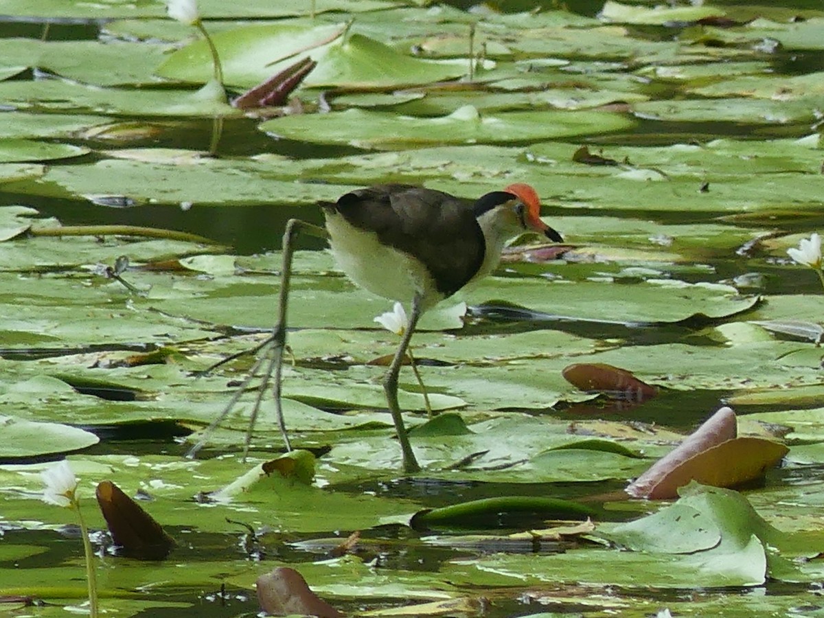 Jacana à crête - ML620685733