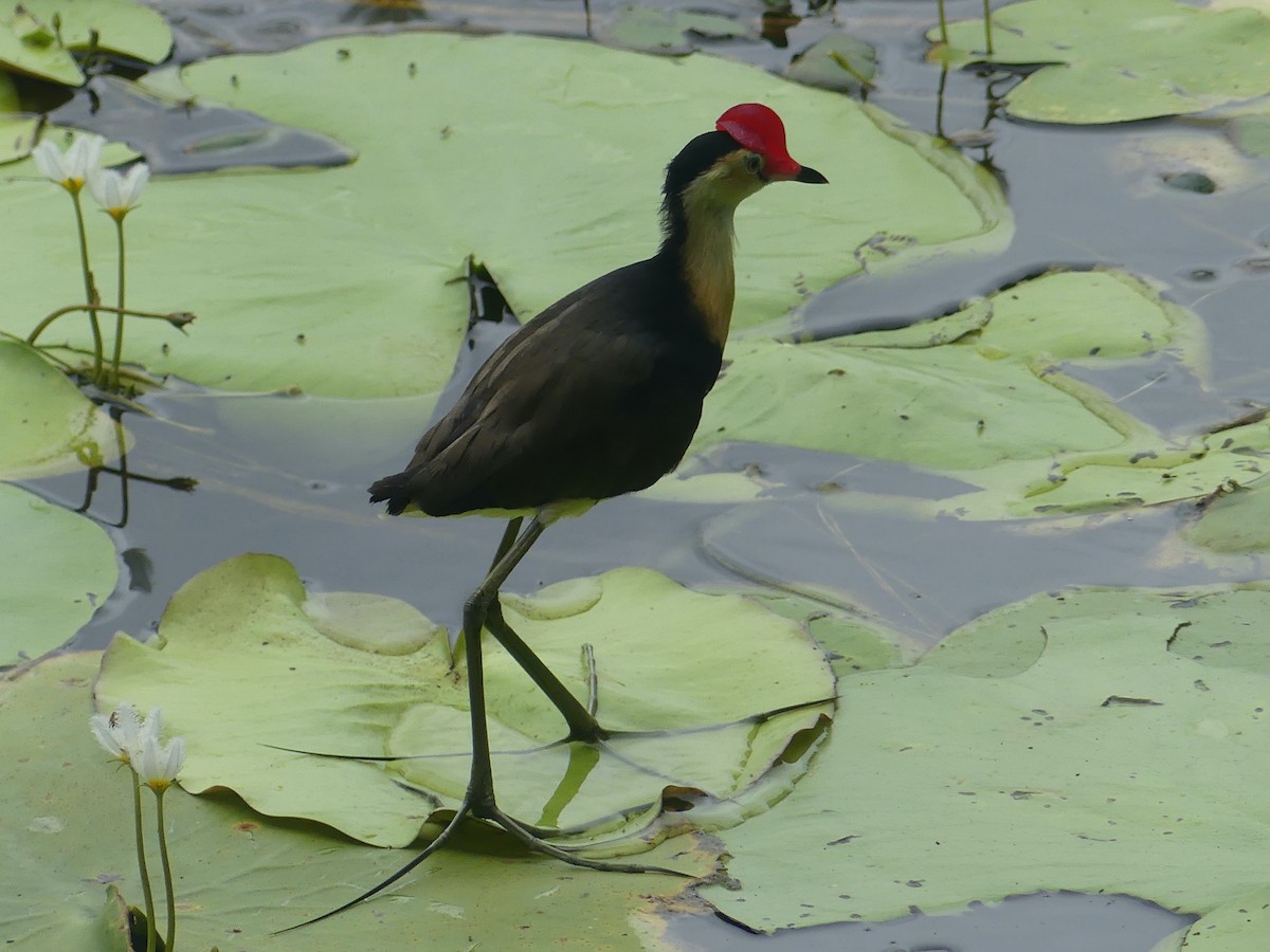 Comb-crested Jacana - ML620685735