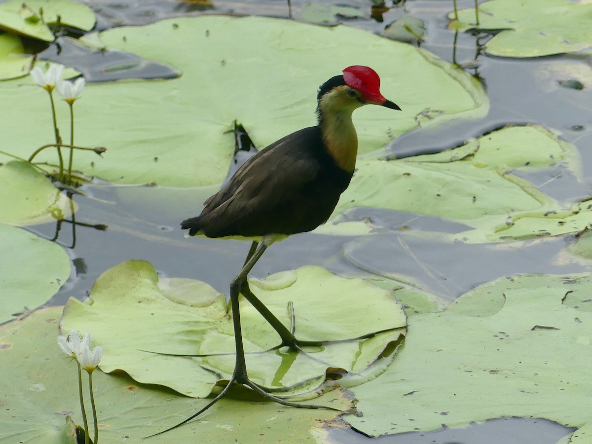 Jacana à crête - ML620685736