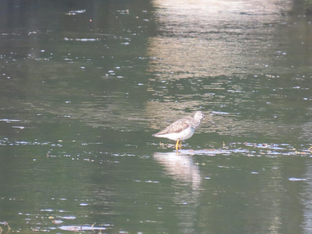 Greater Yellowlegs - ML620685738