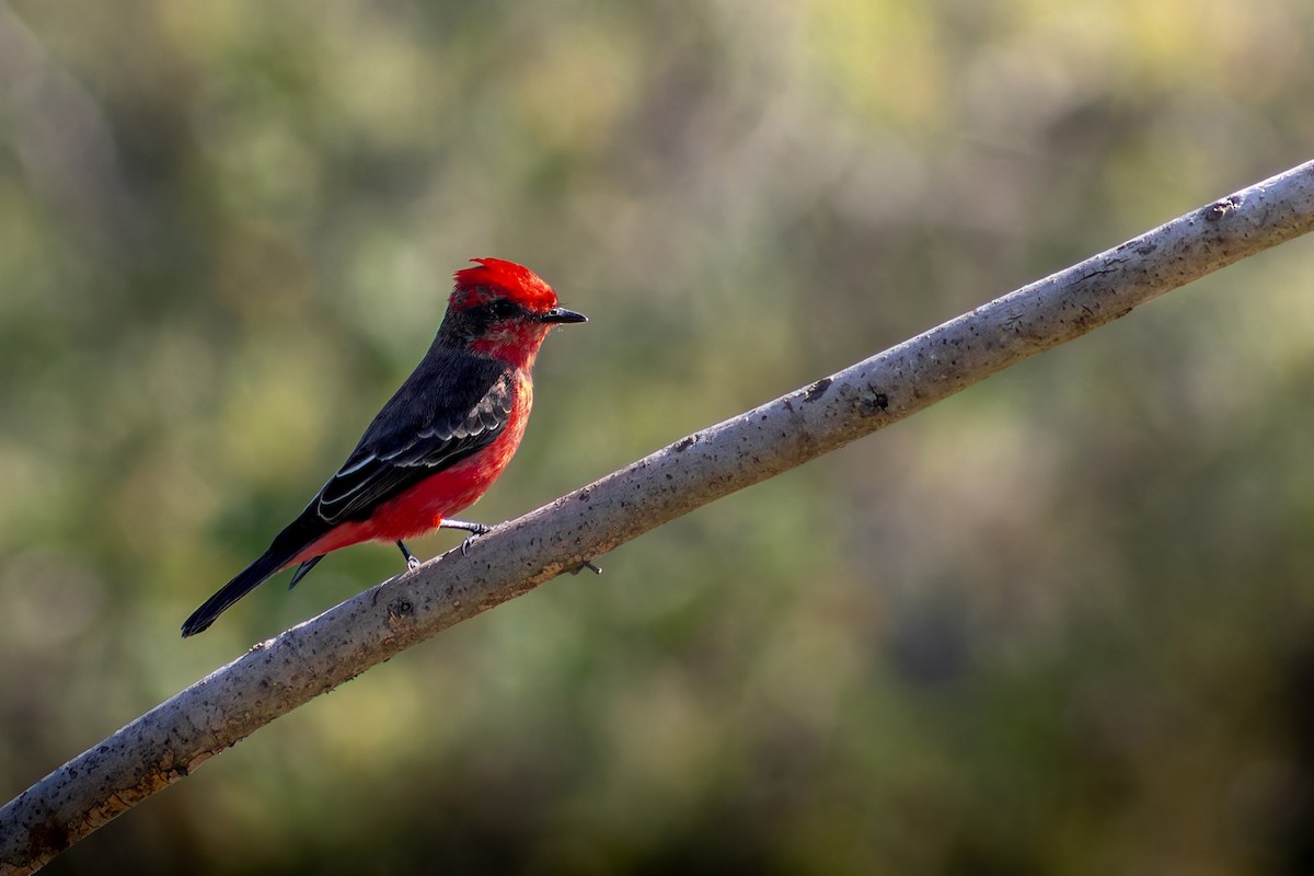 Vermilion Flycatcher - ML620685739