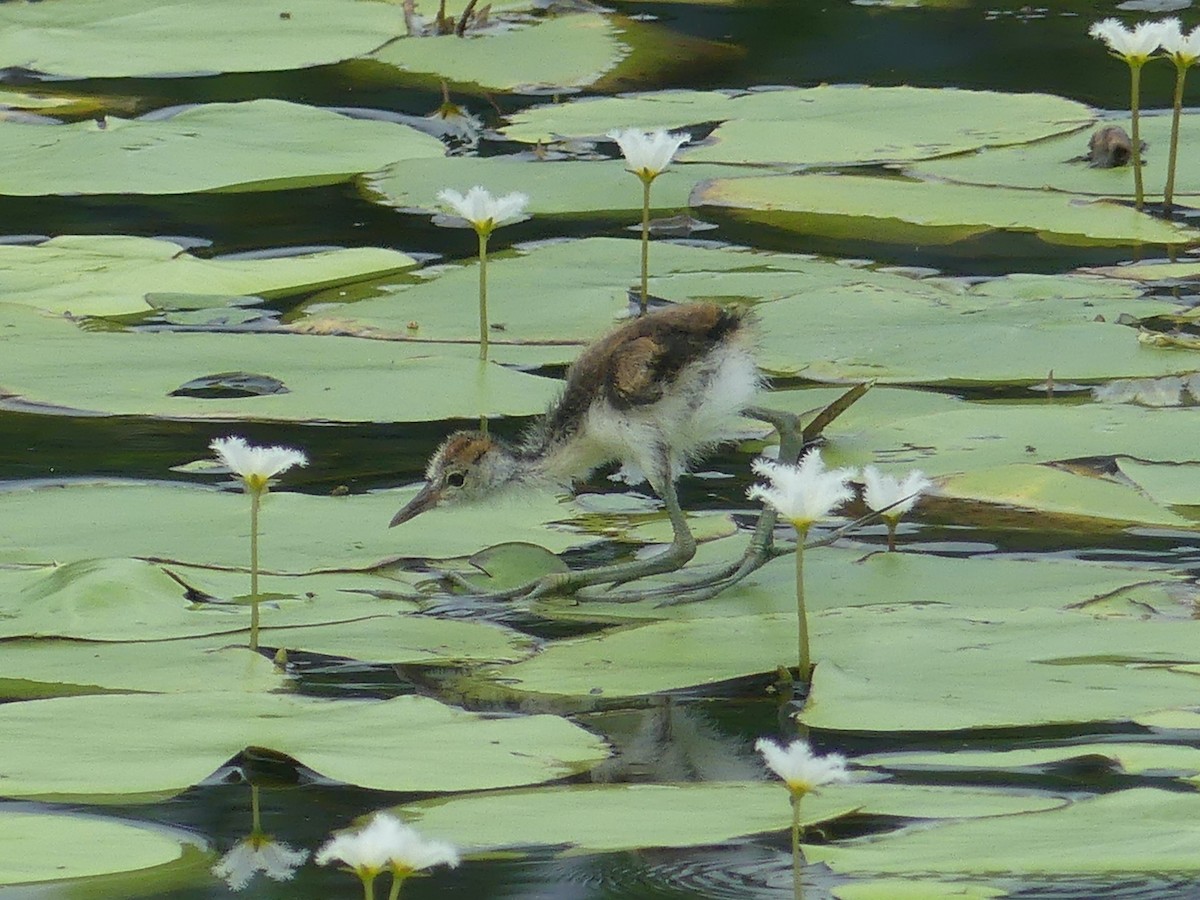 Jacana à crête - ML620685740