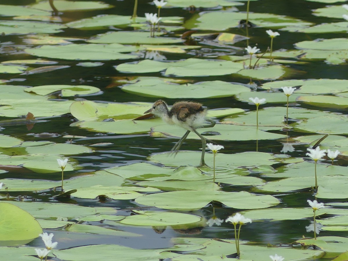 Jacana à crête - ML620685743