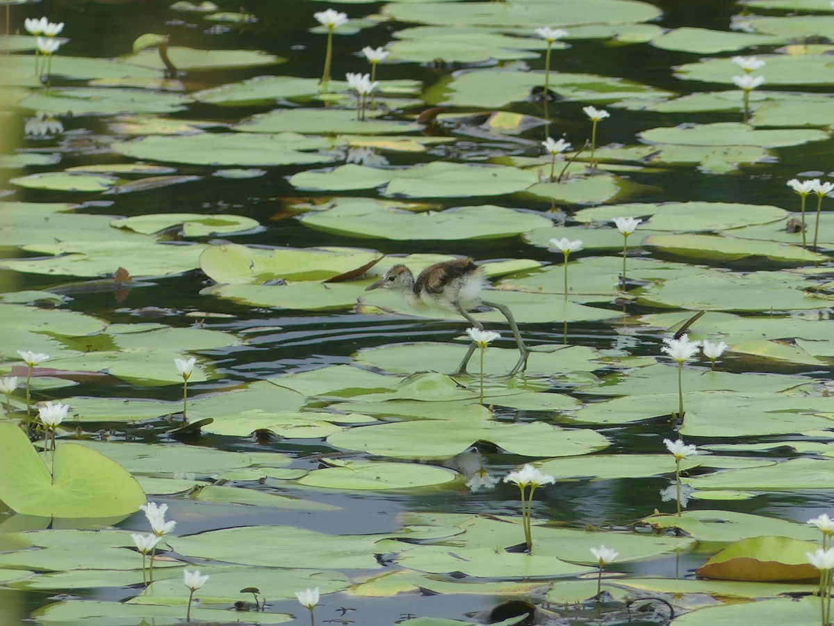 Jacana à crête - ML620685745