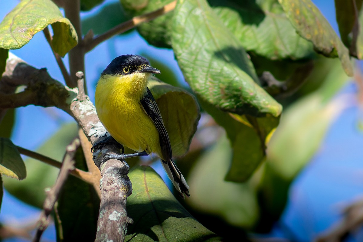 Common Tody-Flycatcher - ML620685746