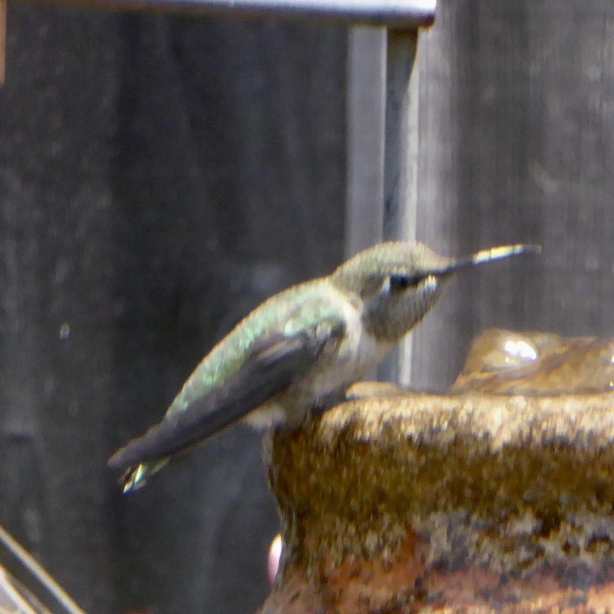 Anna's Hummingbird - ML620685747