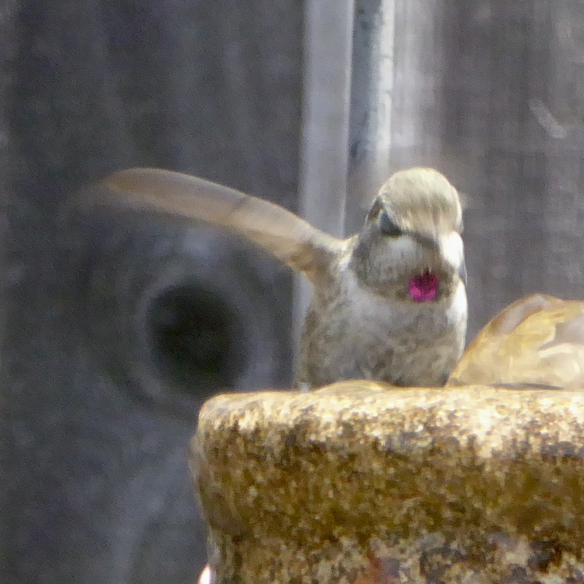 Anna's Hummingbird - ML620685749