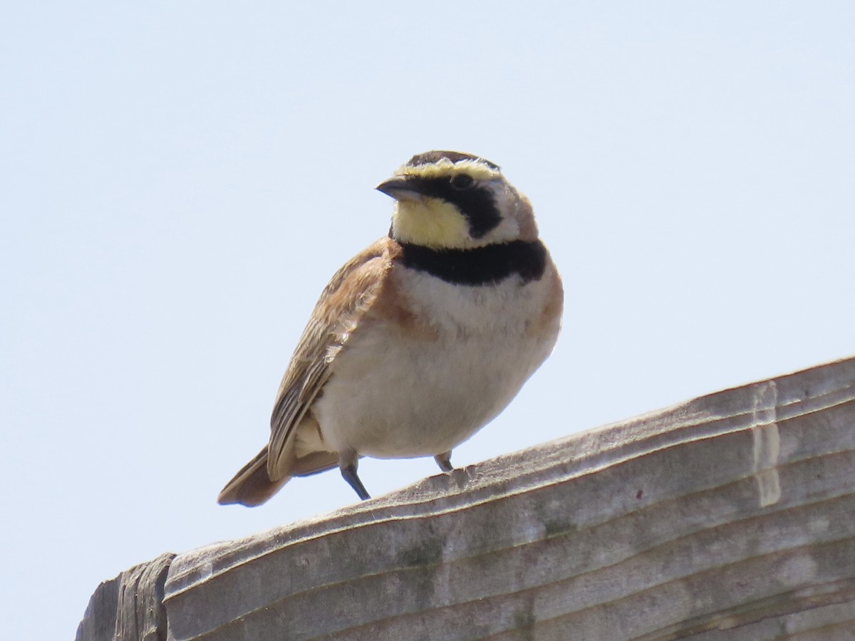 Horned Lark - ML620685750