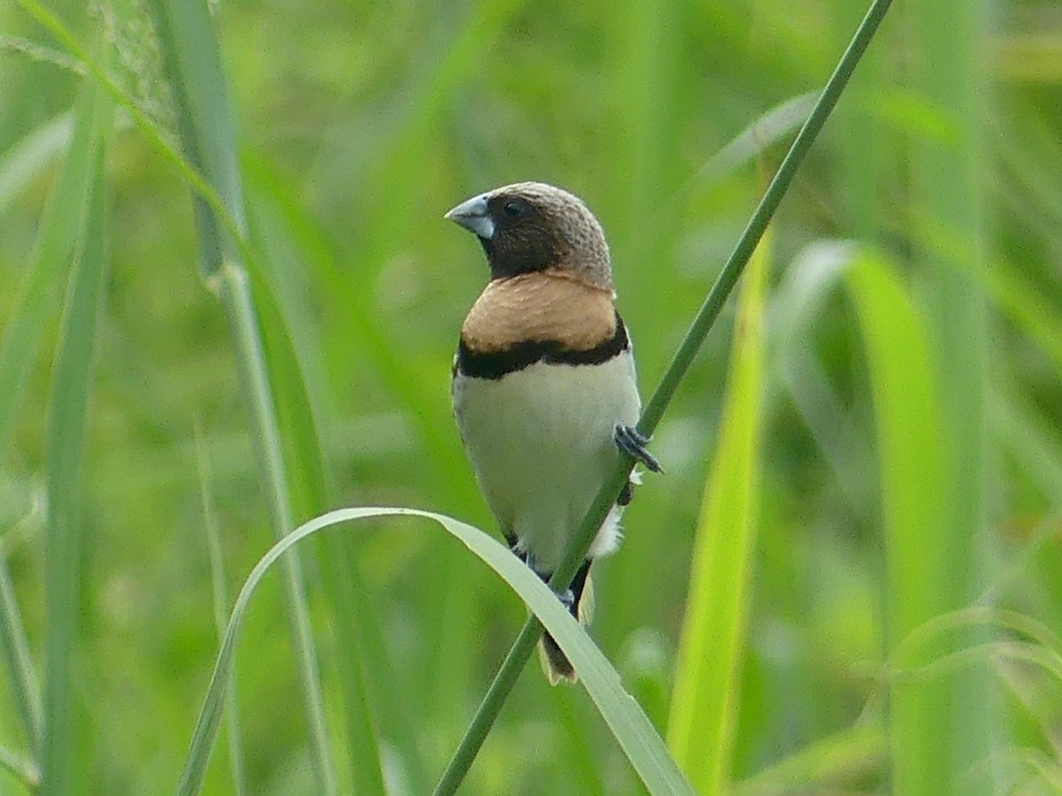 Chestnut-breasted Munia - ML620685756