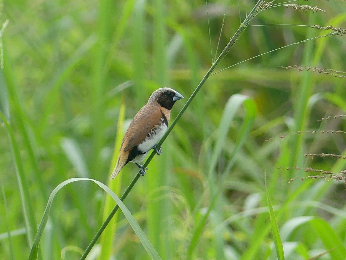 Chestnut-breasted Munia - ML620685757