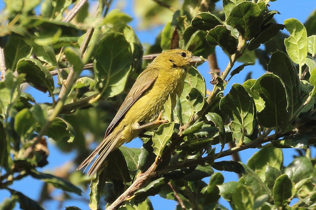 Orange-crowned Warbler - ML620685759