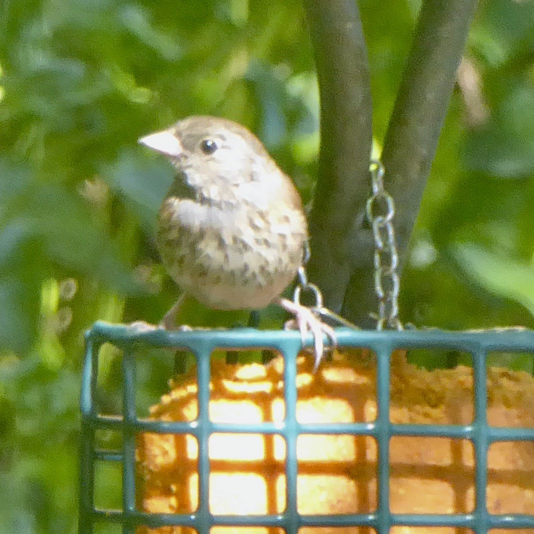 Dark-eyed Junco (Oregon) - ML620685761