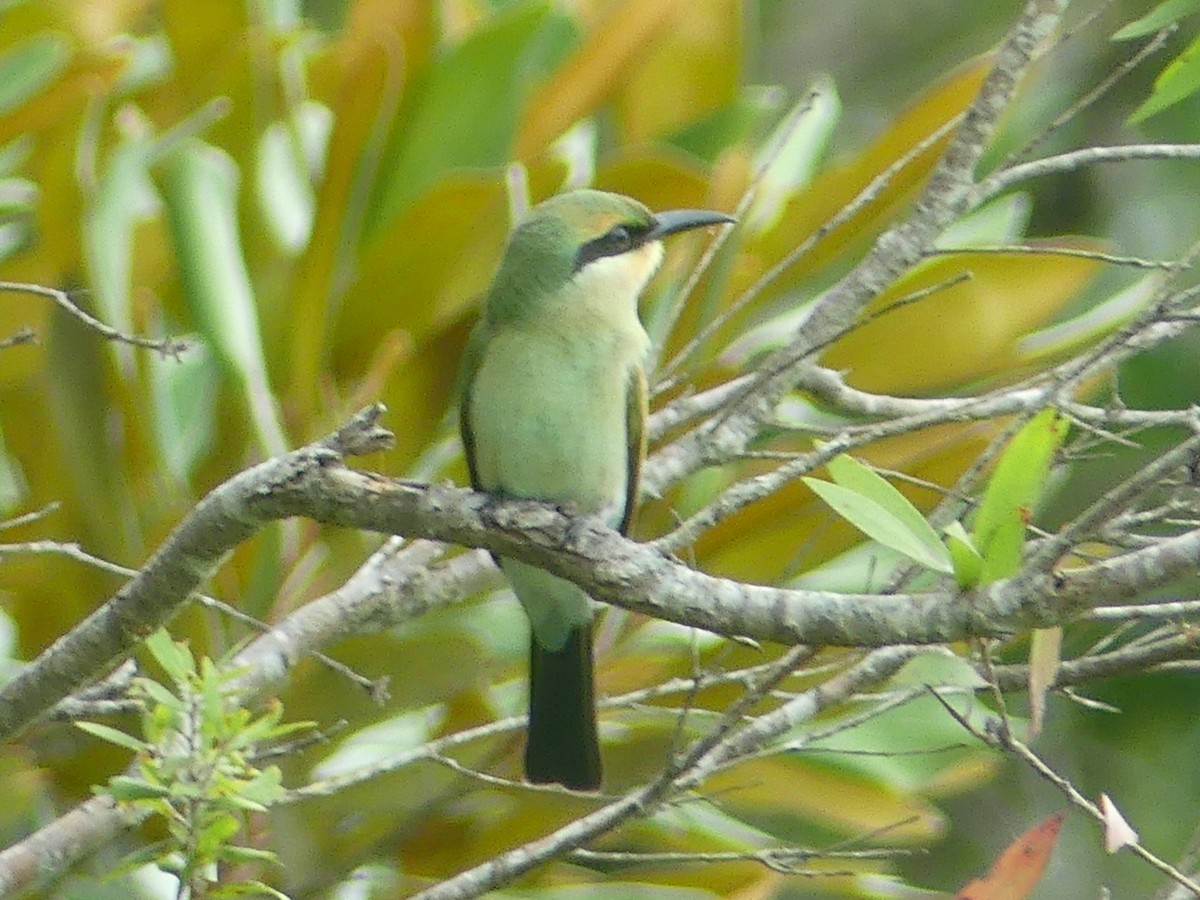 Rainbow Bee-eater - ML620685762