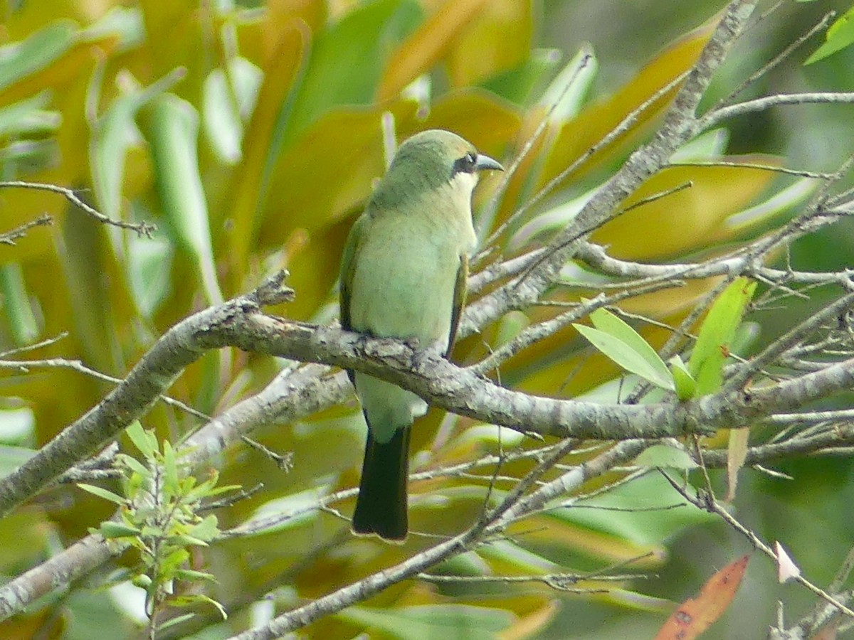 Rainbow Bee-eater - ML620685763