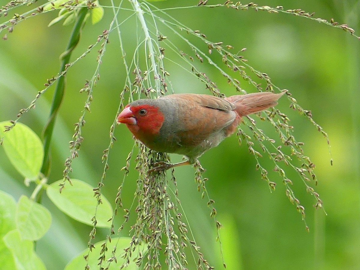 Crimson Finch - ML620685767