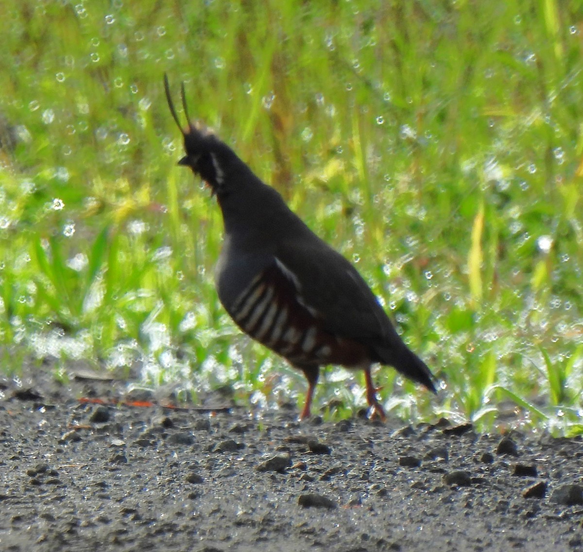 Mountain Quail - ML620685768