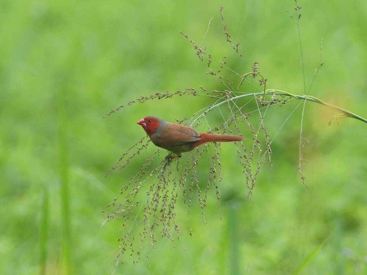 Crimson Finch - ML620685769