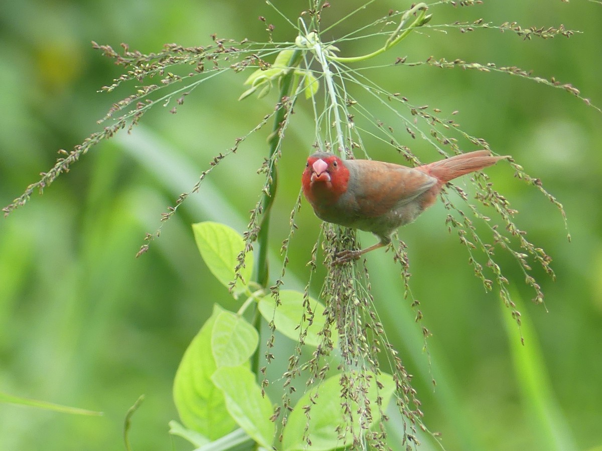 Crimson Finch - ML620685770