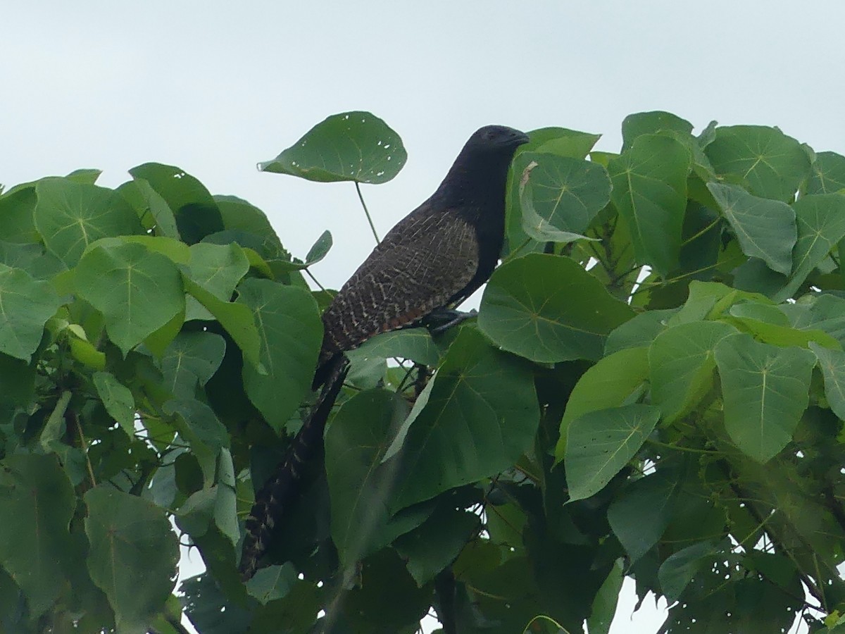 Pheasant Coucal - ML620685774