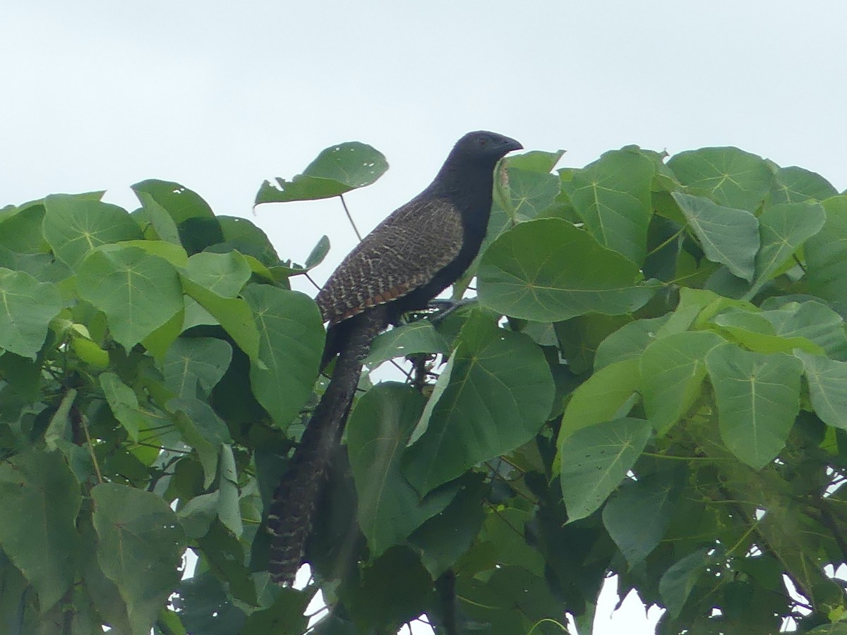 Pheasant Coucal - ML620685775