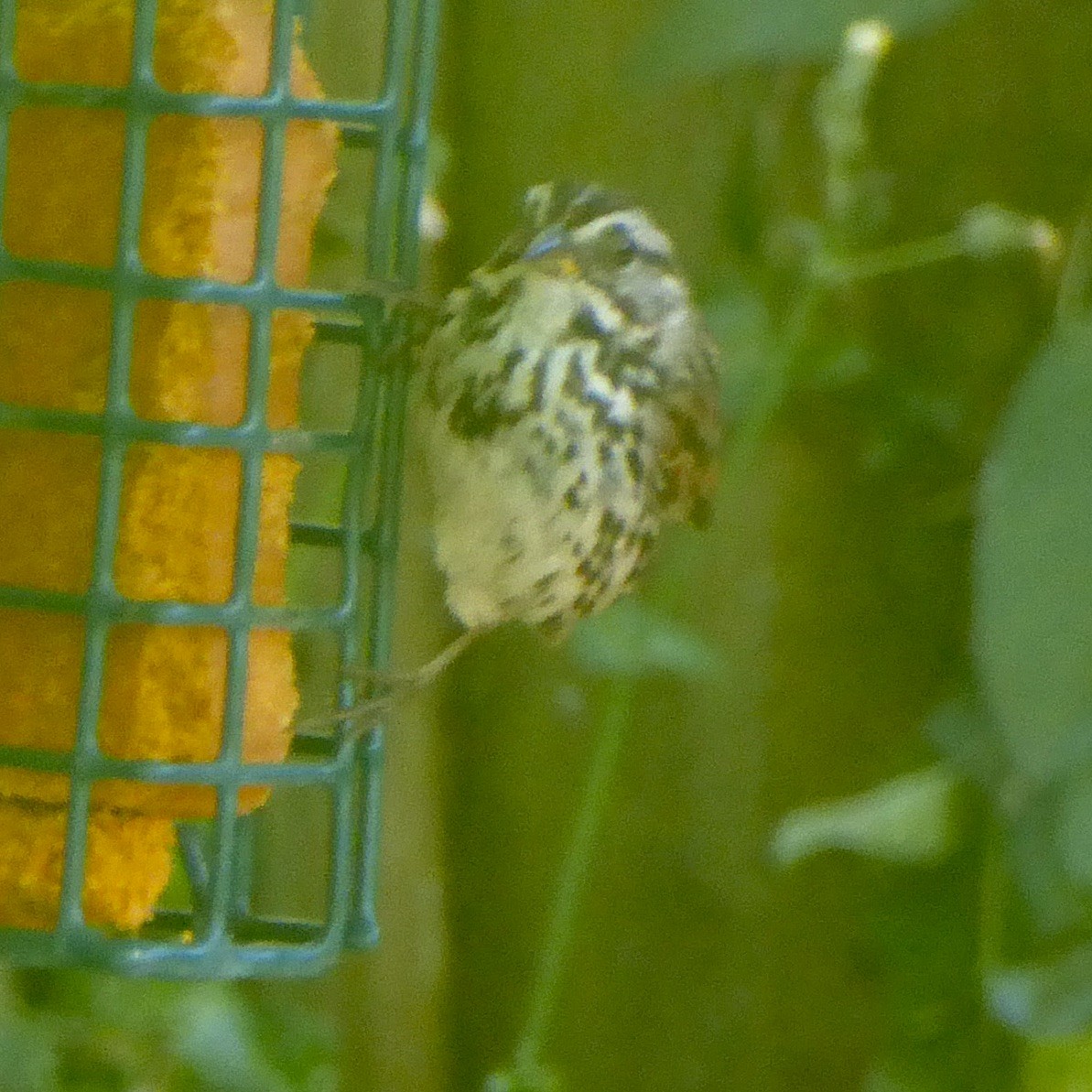 Song Sparrow - ML620685778