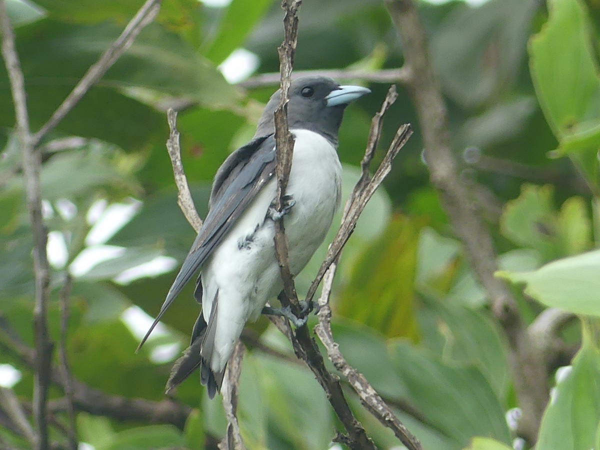 White-breasted Woodswallow - ML620685779