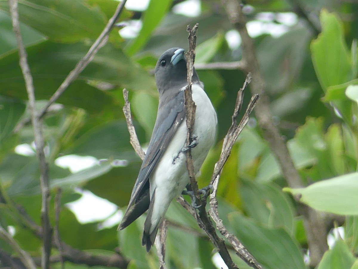 White-breasted Woodswallow - ML620685780