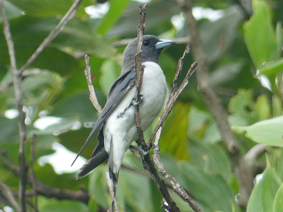 White-breasted Woodswallow - ML620685782