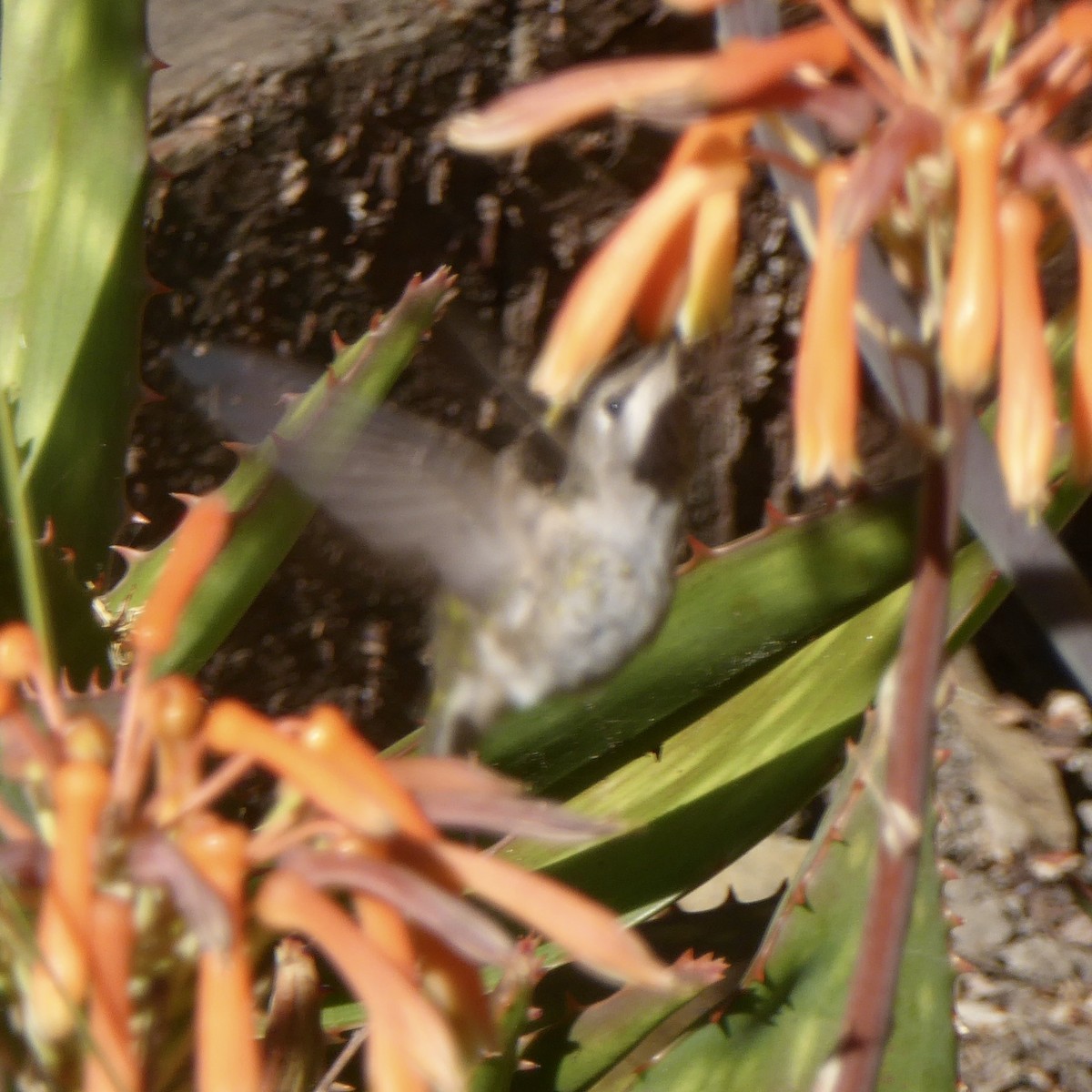 Anna's Hummingbird - ML620685783