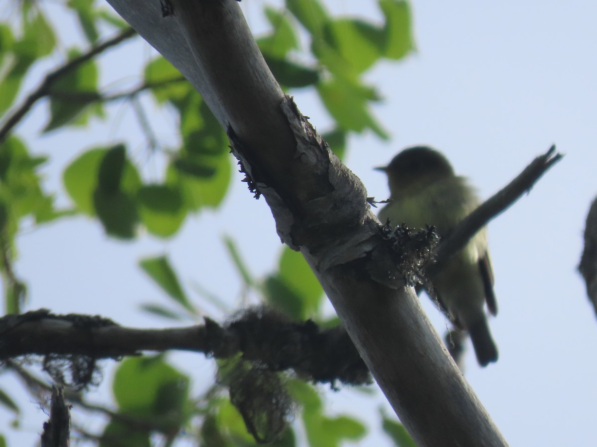 Yellow-bellied Flycatcher - ML620685784