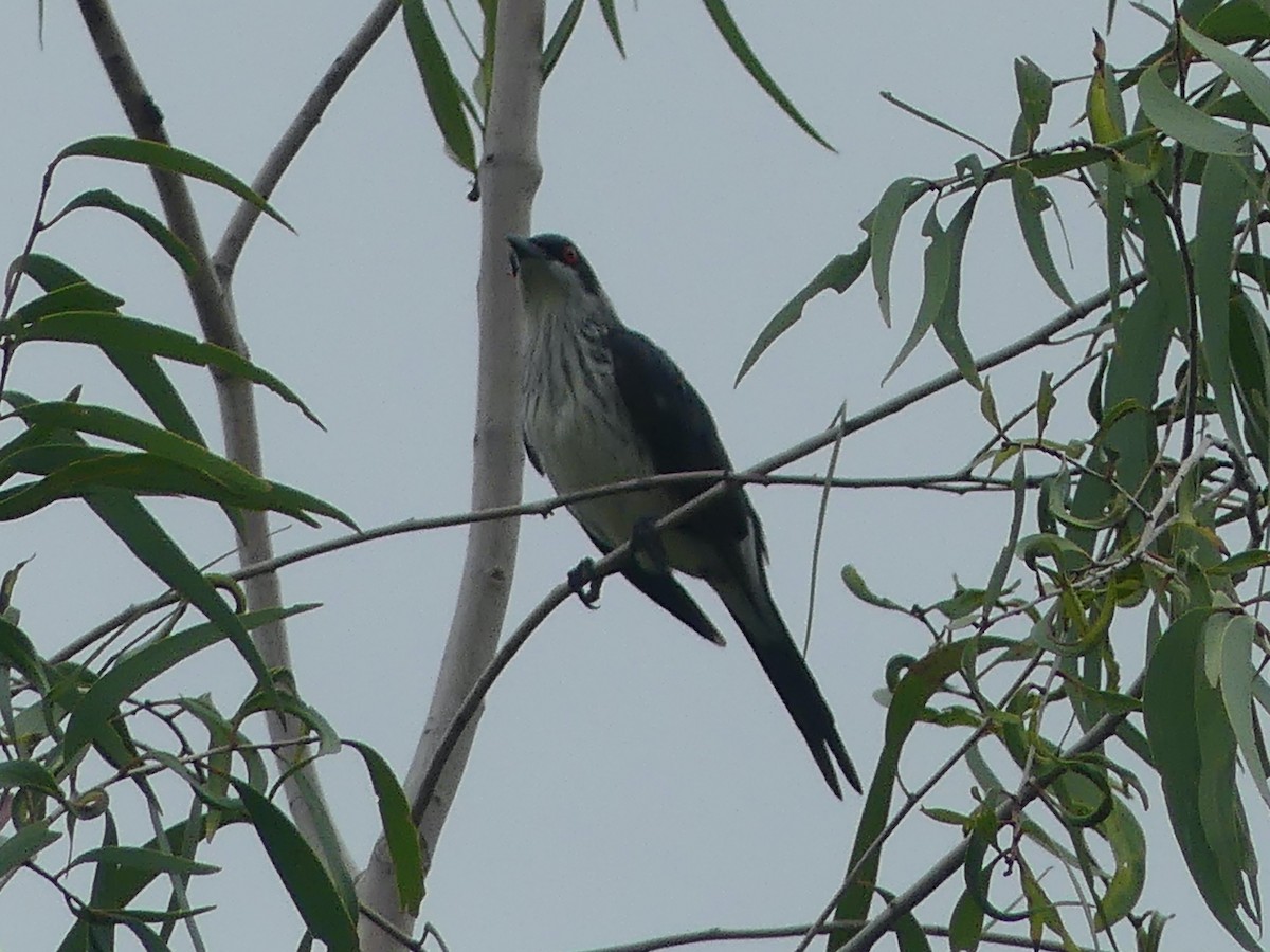 Metallic Starling - ML620685786