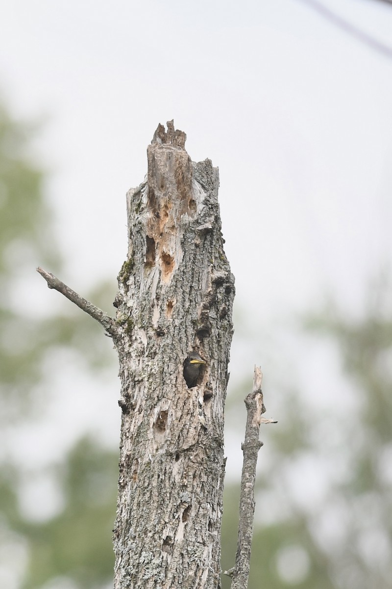 European Starling - ML620685787