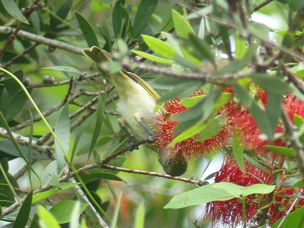 Brown Honeyeater - ML620685792