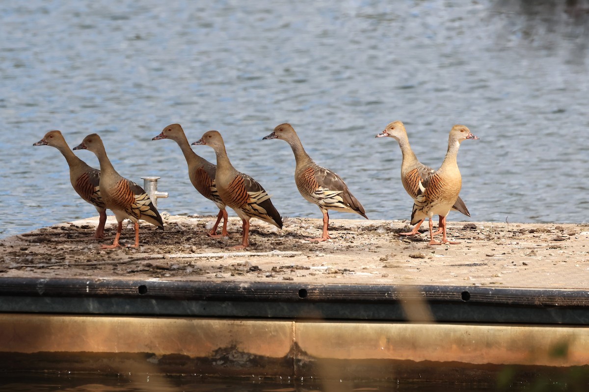 Plumed Whistling-Duck - ML620685793