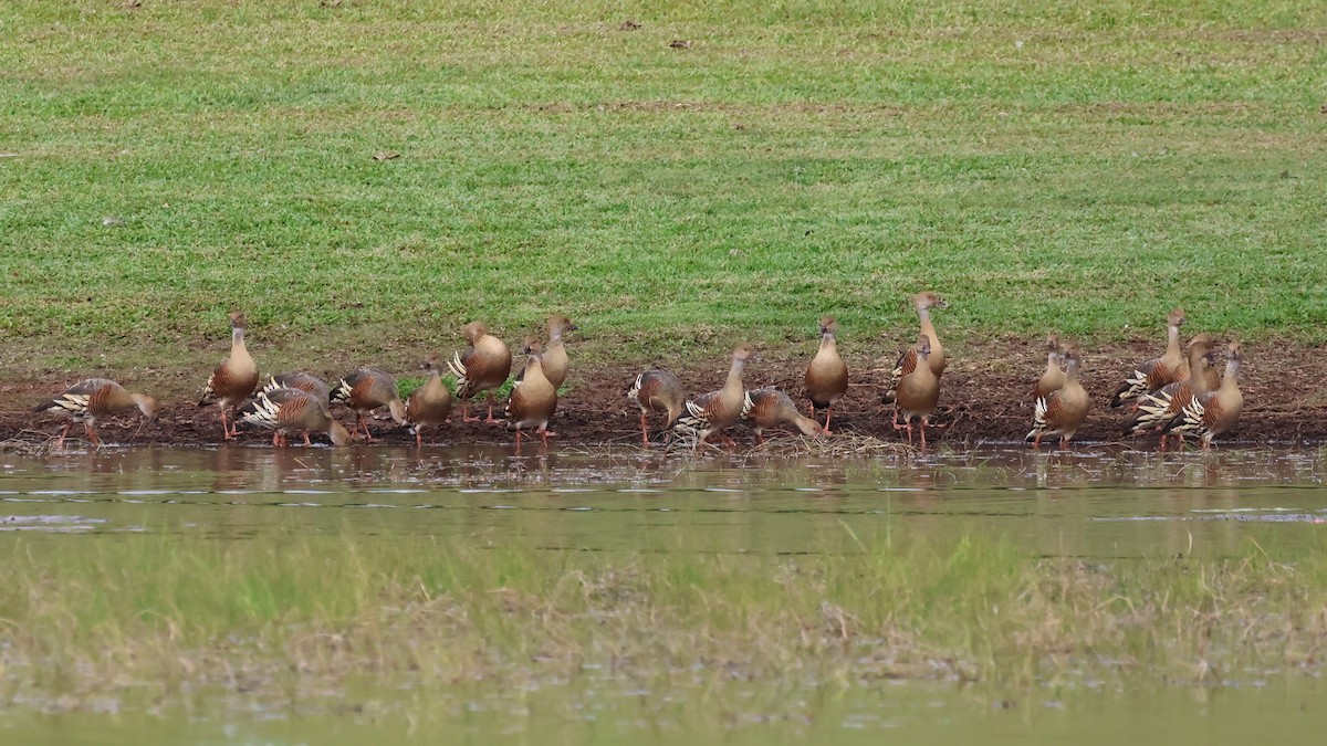 Plumed Whistling-Duck - ML620685794