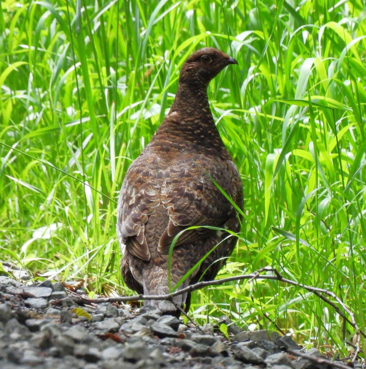 Sooty Grouse - ML620685797