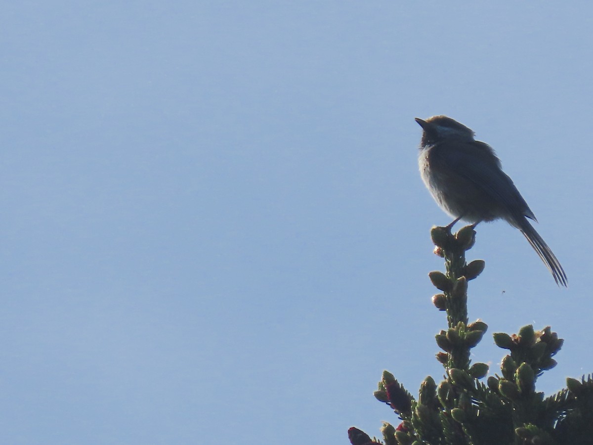 Boreal Chickadee - ML620685805