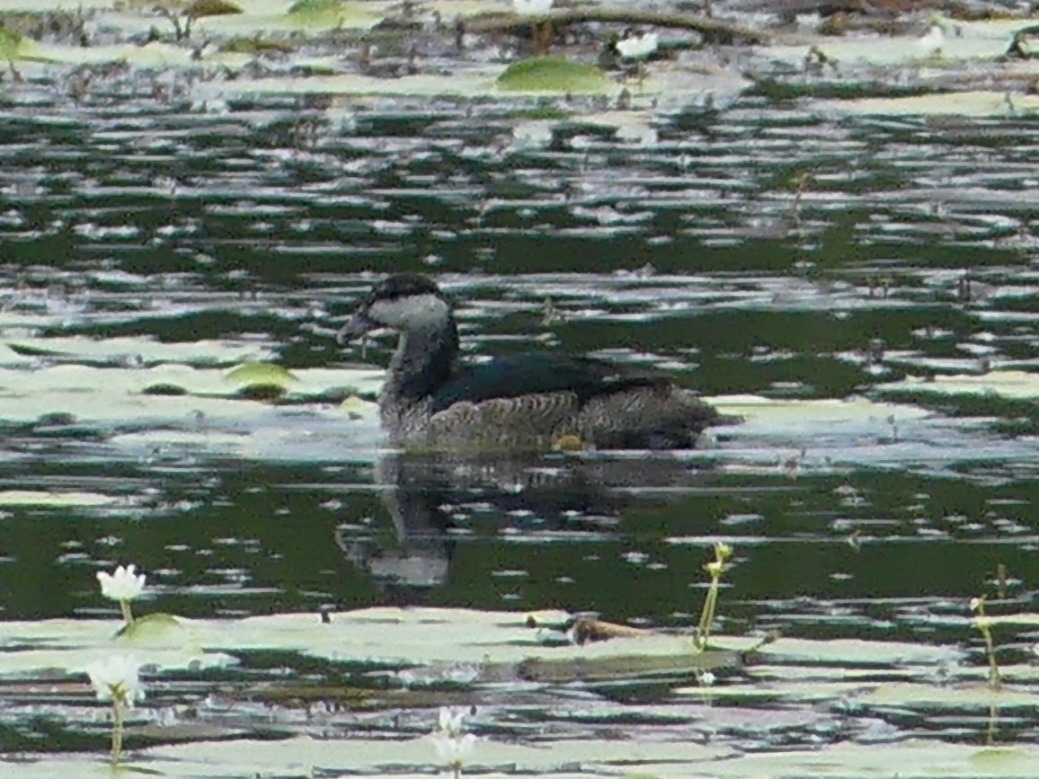 Green Pygmy-Goose - ML620685807