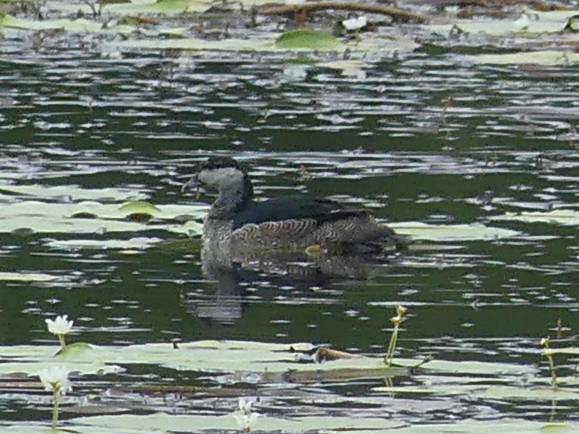 Green Pygmy-Goose - ML620685808